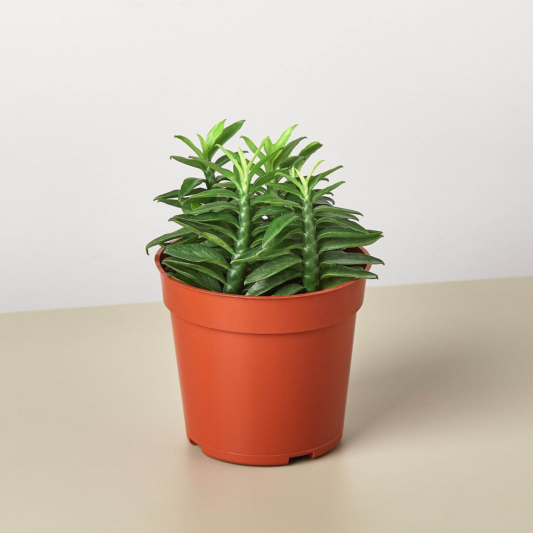 devils backbone plant care devils backbone plant care
