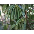 thumbnail image 3 of 4oz Organic Madagascar Vanilla Beans Grade A. Certified USDA Organic. 6"-8" by FITNCLEAN VANILLA. Bulk for Extract, Cooking and Baking by the Weight 0.25 Pound (1/4Lb) Bourbon Fresh NON-GMO Pods, 3 of 9