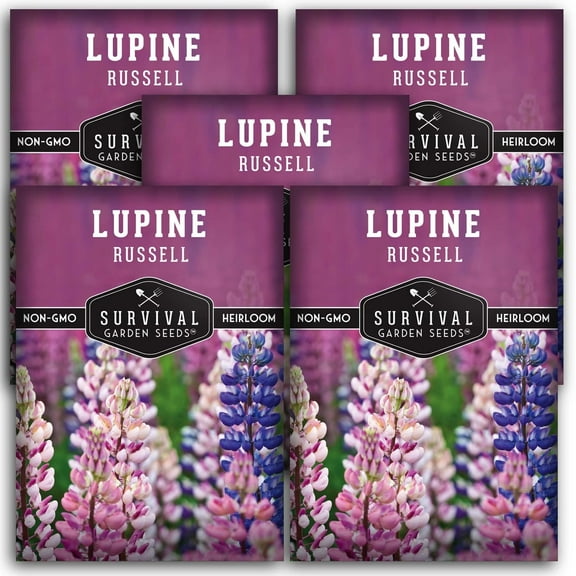 5 Packs Russell Lupine Seeds - Heirloom Full Sun Perennial Flower
