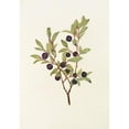 thumbnail image 2 of Mary Vaux Walcott 14x18 Black Ornate Wood Framed Double Matted Museum Art Print Titled - Big Whortleberry. (Vaccinium Membranous) (1925), 2 of 5