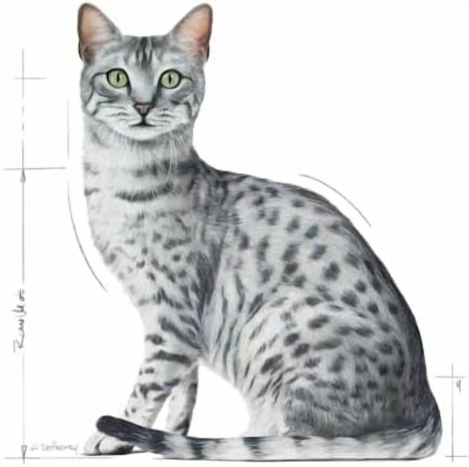 Royal Canin Sterilised Cat Wet Food in Gravy 12x85g