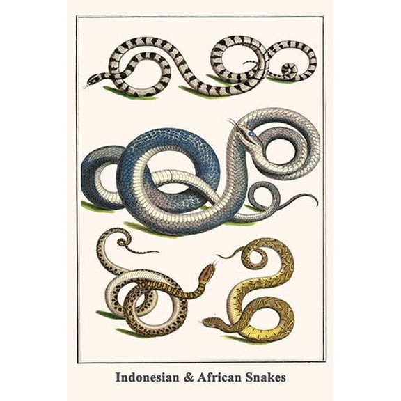Indonesian & African Snakes-Fine Art Canvas Print (20" x 30")