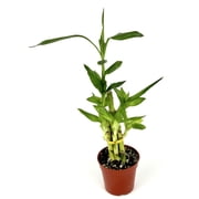Lucky Bamboo Good Luck and Wealth House Plants, 4 pot