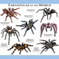 thumbnail image 3 of CafePress - Tarantulas Of The World Light T Shirt - Men's Classic Graphic T-Shirt, 3 of 4