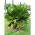thumbnail image 3 of Cuban Petticoat Palm - Live Plant in a 4 Inch Growers Pot - Copernicia Macroglossa - Extremely Rare Ornamental Palms of Florida, 3 of 5