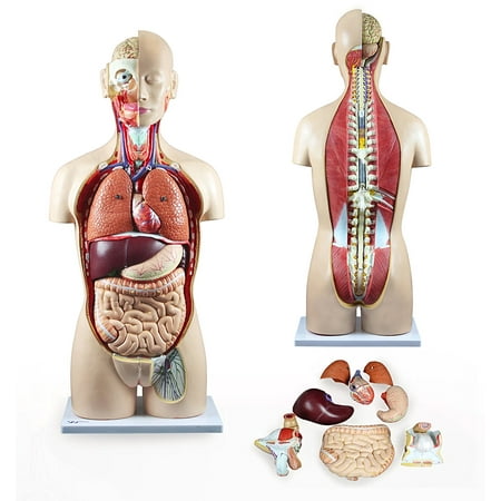 Vision Scientific 27 Part Dual-Sex Human Torso w/ Open Back price history on PriceWatchPro