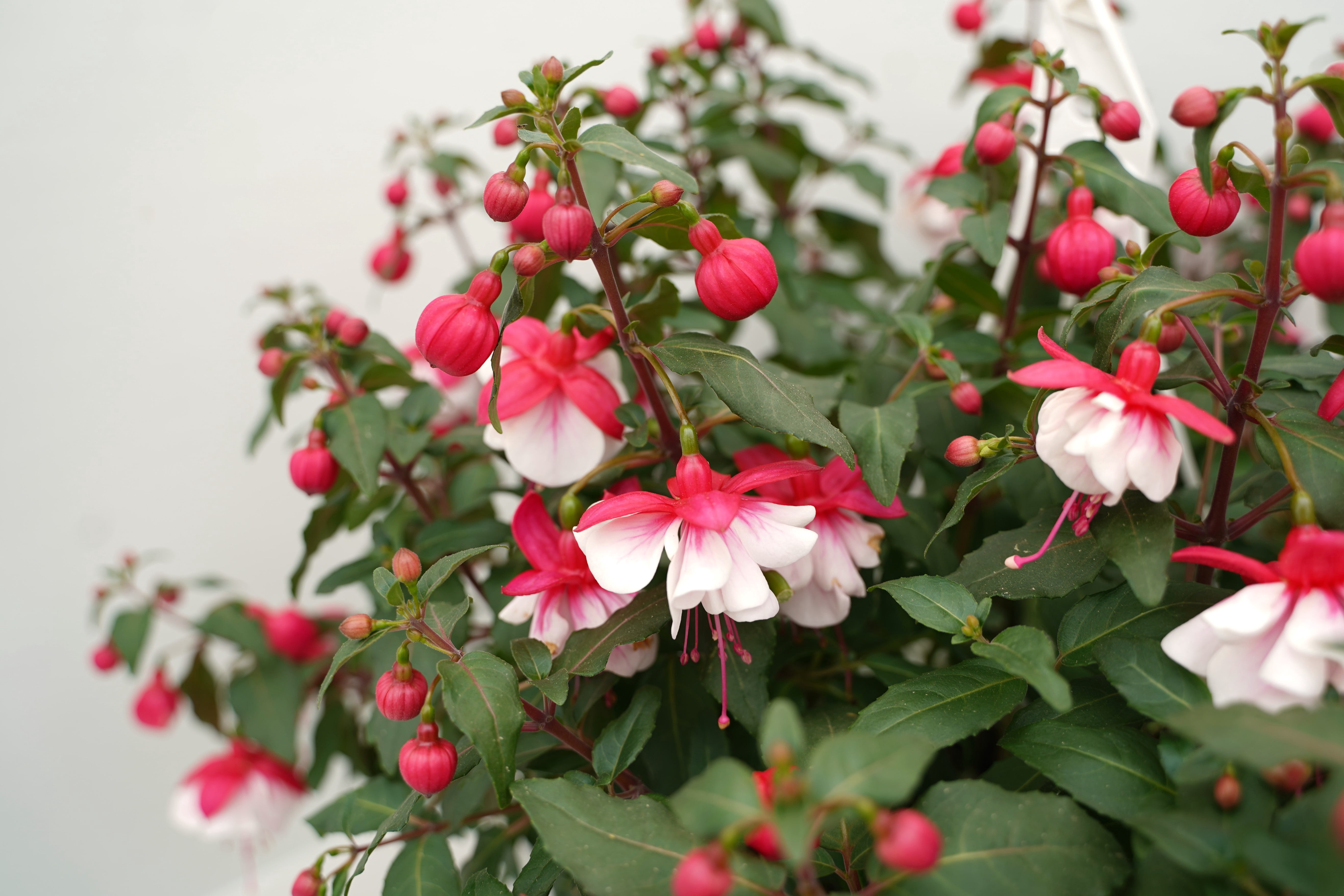 Expert Gardener 1.5 Gallon Fuchsia Hanging Basket Live Plant