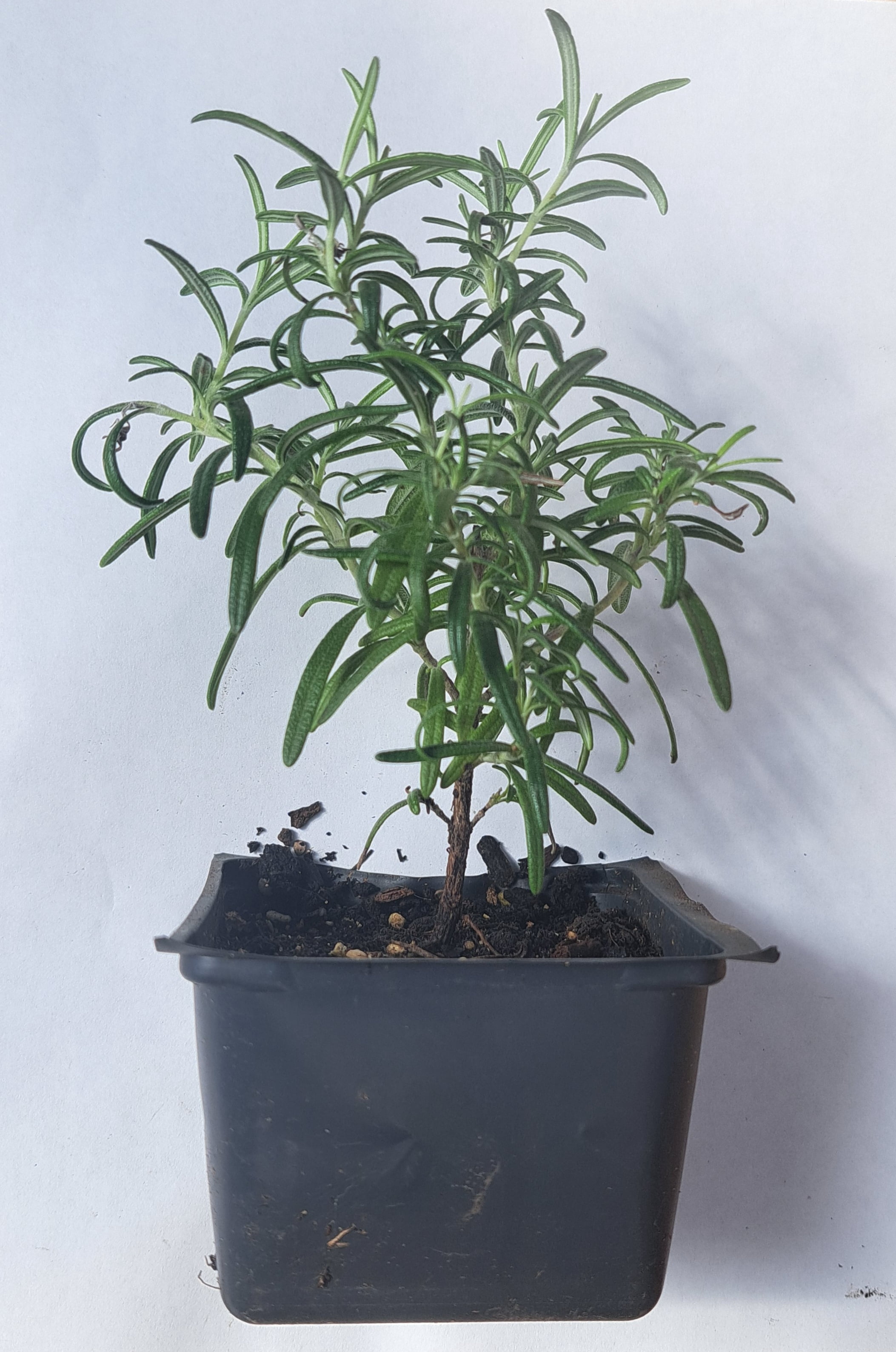 Upright Rosemary Plant, (Rosemarinus officinalis) 2.5 inch pot