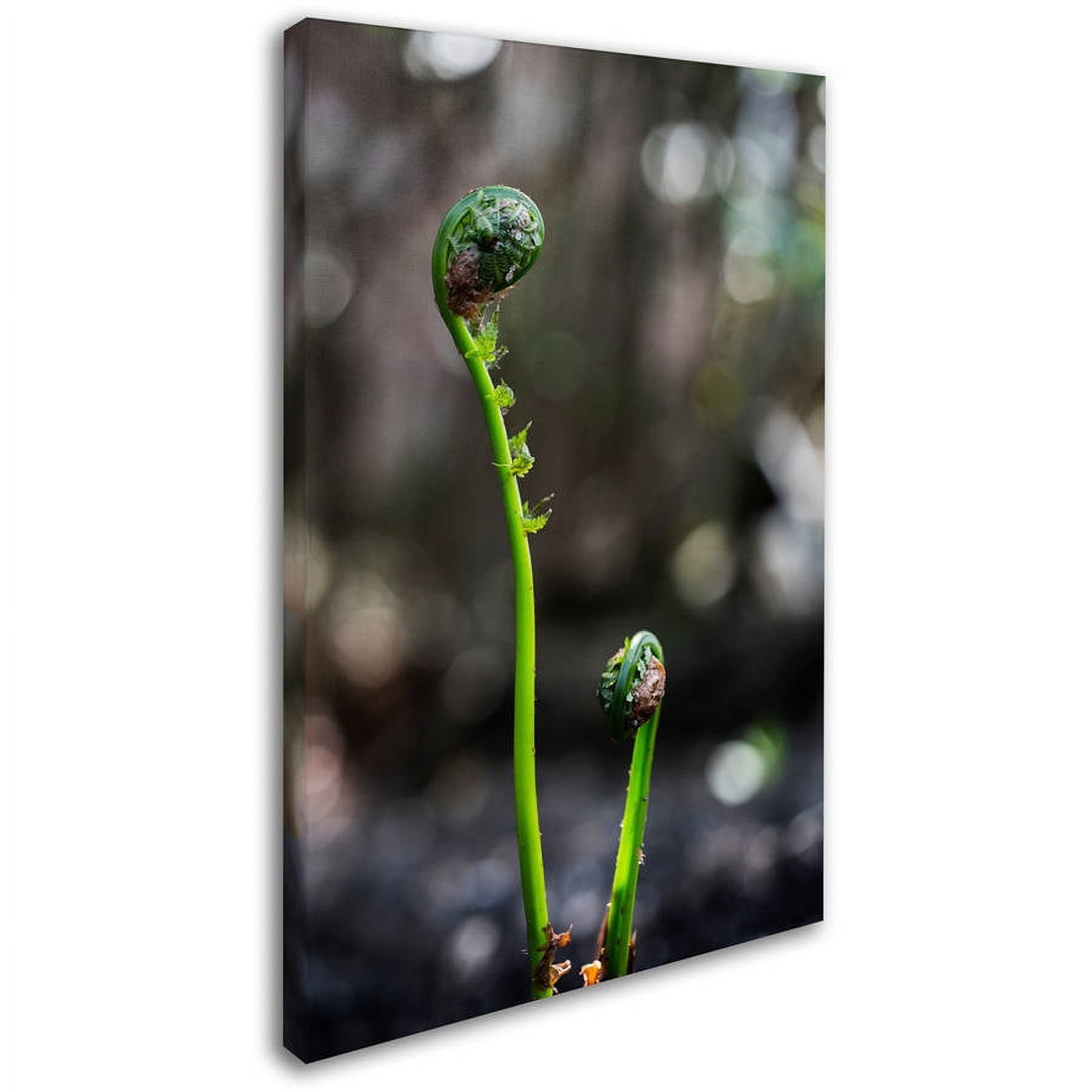 Trademark Fine Art "Fern Unfolding" Canvas Art by Kurt Shaffer