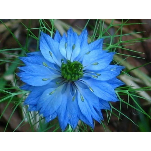 500 Amour dans une Brume Miss Jekyll Bleu ( Fleur de Fenouil ) Nigella Damascena Graines de Fleurs