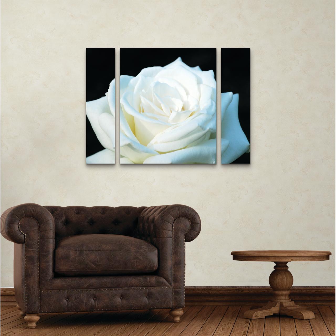 Trademark Fine Art 'White Rose II' Canvas Art by Kurt Shaffer