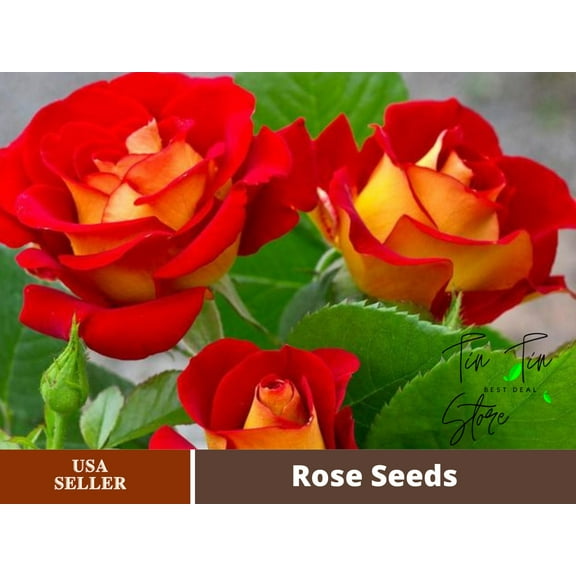 30 Rare seed-Ketchup & Mustard Rose Bush#1096-Authentic Seeds-Flowers-Seeds-Rose seeds-Herb seeds-Vegetable Seeds-Mix Seeds for Plant- B3G1
