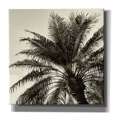 Epic Graffiti 'Palm Tree Sepia I' by Debra Van Swearingen, Canvas Wall Art, 18"x18"