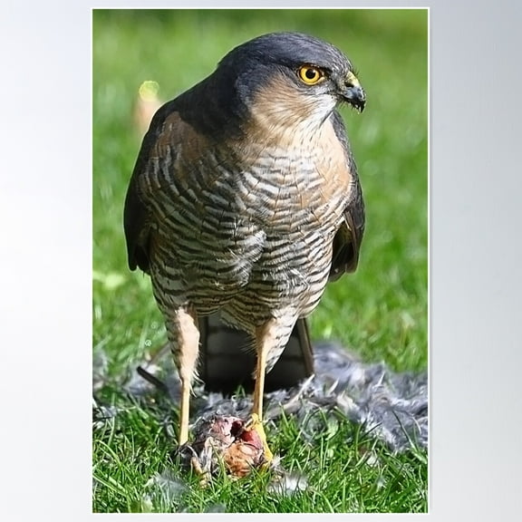 Sparrowhawk Poster Wall Art, Modern Wall Decor For Living Room Bedroom, 8x12 UNFRAMED
