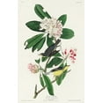 thumbnail image 2 of Audubon, John James 22x32 White Modern Wood Framed Museum Art Print Titled - Canada Warbler, 2 of 4