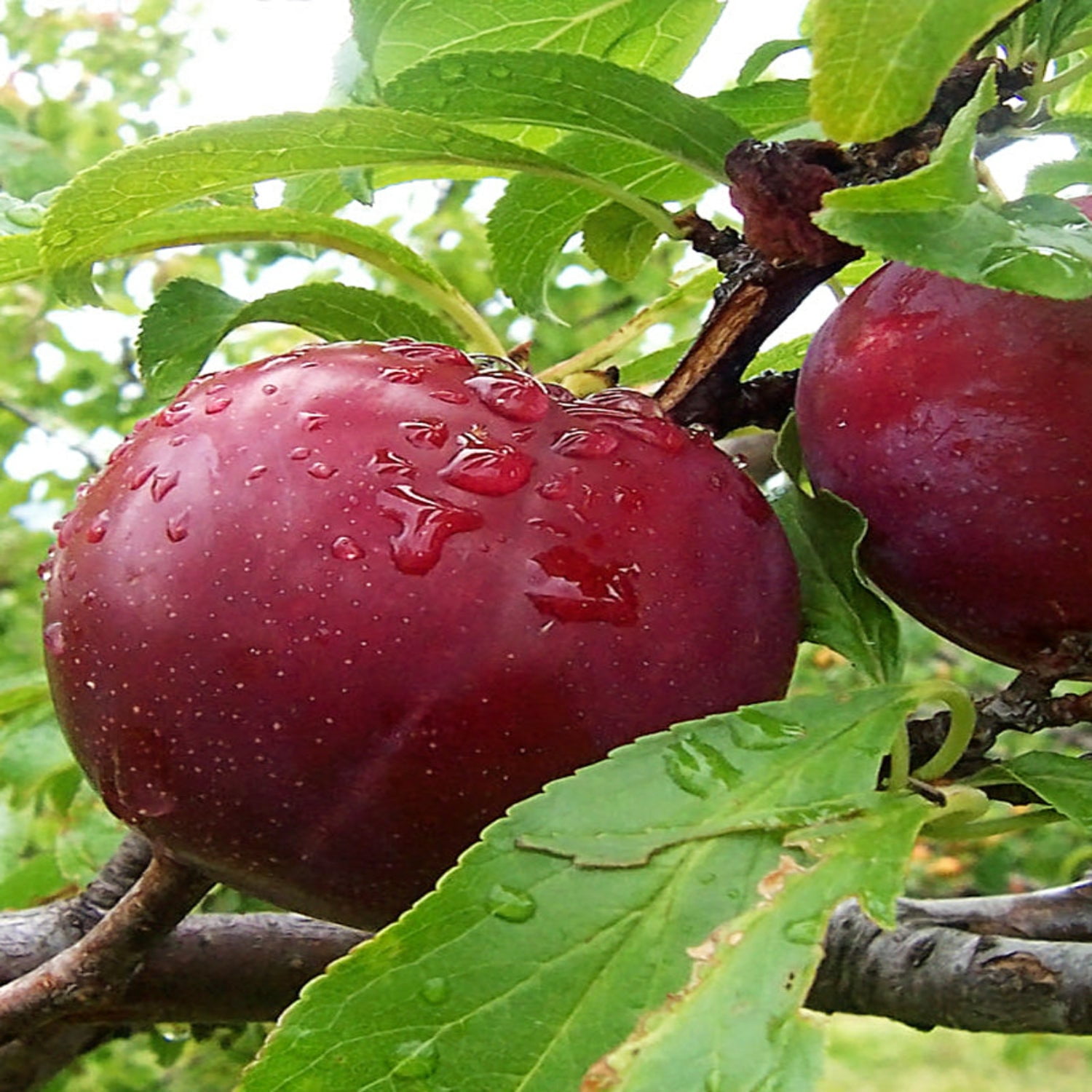 Expert Gardener 3-4 ft. tall Bruce Plum Live Tree in 7- Gallon Grower Pot