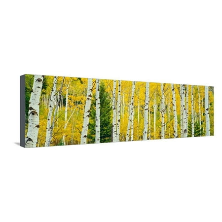 Aspen Grove, Granite Canyon Trail, Grand Teton National Park, Wyoming, Usa Stretched Canvas Print Wall Art By Panoramic
