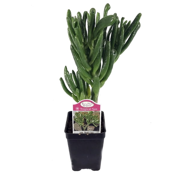 Shrek's Ear Jade Plant - Crassula - 2.5" Pot - Terrarium/Fairy Garden
