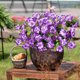thumbnail image 4 of Eoozwa 3 Packs Artificial Flowers 7-Head Bouquet Realistic Silk Floral Stems for Home Decor Wedding Centerpieces and Outdoor Garden Photography Props Long-Lasting Spring Collection, 4 of 6