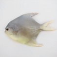 thumbnail image 1 of Realistic Fake Fish Model: for Kitchen Decoration Party Display Market Display Photography Props Aquarium Ornaments Models, 1 of 3