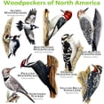 thumbnail image 3 of CafePress - Woodpeckers Of North America Mug - 11 oz Ceramic Mug - Novelty Coffee Tea Cup, 3 of 6