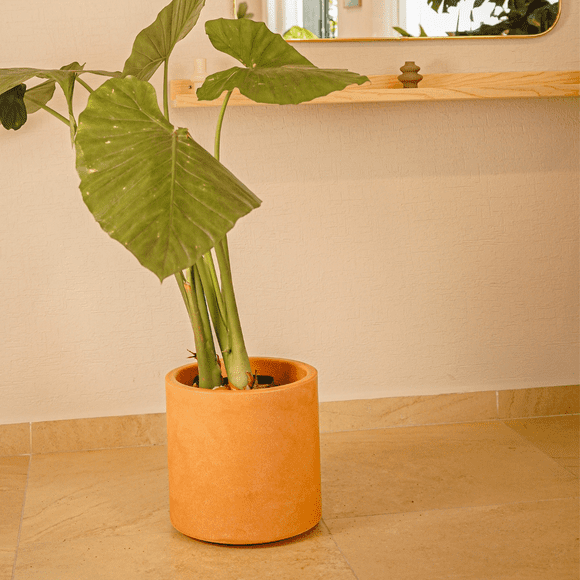 Maceta Hortensia 30