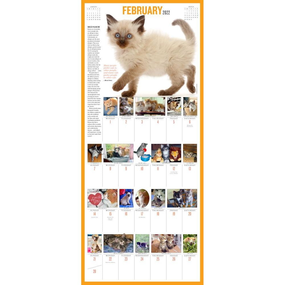 2022-365-kittens-a-year-calendar-20220226081525-00169-stilart