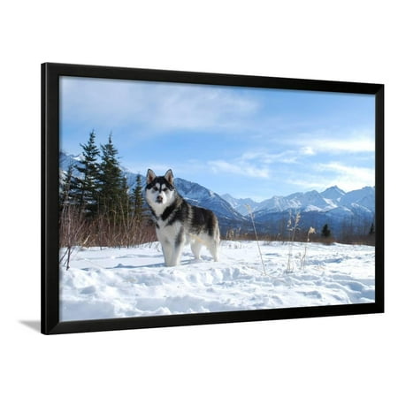 Siberian Husky Winter Framed Print Wall Art By Jordan