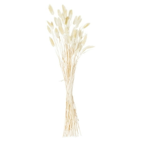 

Hill Interiors Bunny Tail Dried Flower (Pack of 60)