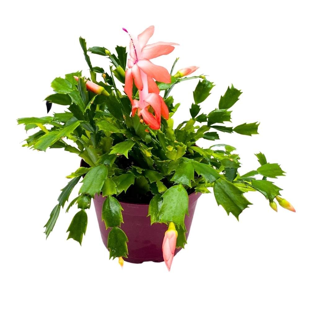 BubbleBlooms Christmas Cactus, 6-inch Holiday Crab Plant, Thanksgiving Seasonal Flowering