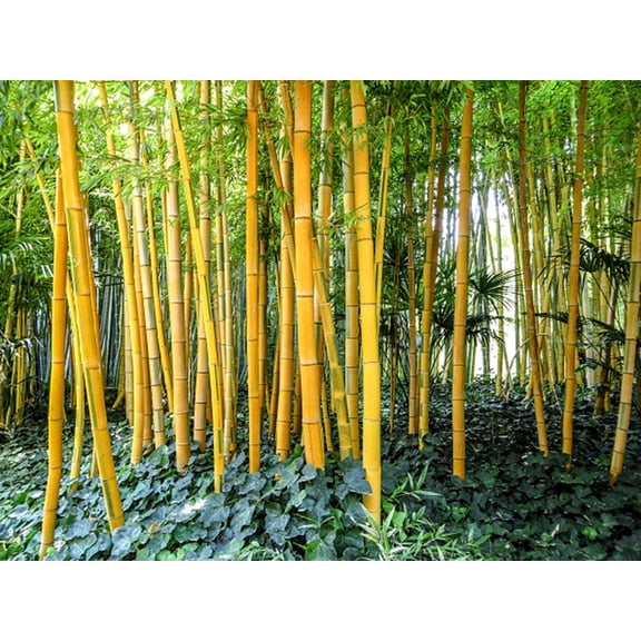 50 Golden Groove Bamboo Seeds Privacy Plant Garden Shade Exotic Screen 487 US SELLER