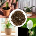 Peace Lily Potting Soil Mix (2 Quarts), for Planting, Growing, or