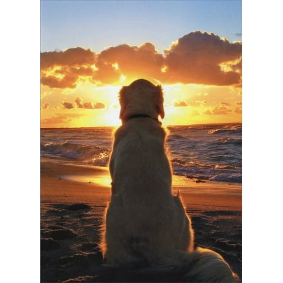 Avanti Press Dog Sitting On Beach At Sunset Golden Retriever Pet Sympathy Card