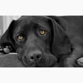 thumbnail image 3 of CafePress - Beautiful Black Labrador - Greeting Card (20-pack), Note Card with Blank Inside, Birthday Card Glossy, 3 of 4