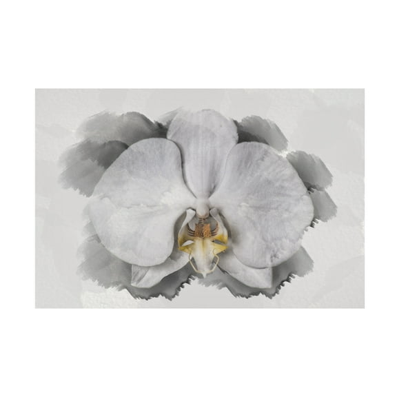 Lori Hutchison 'White Orchid' Canvas Art