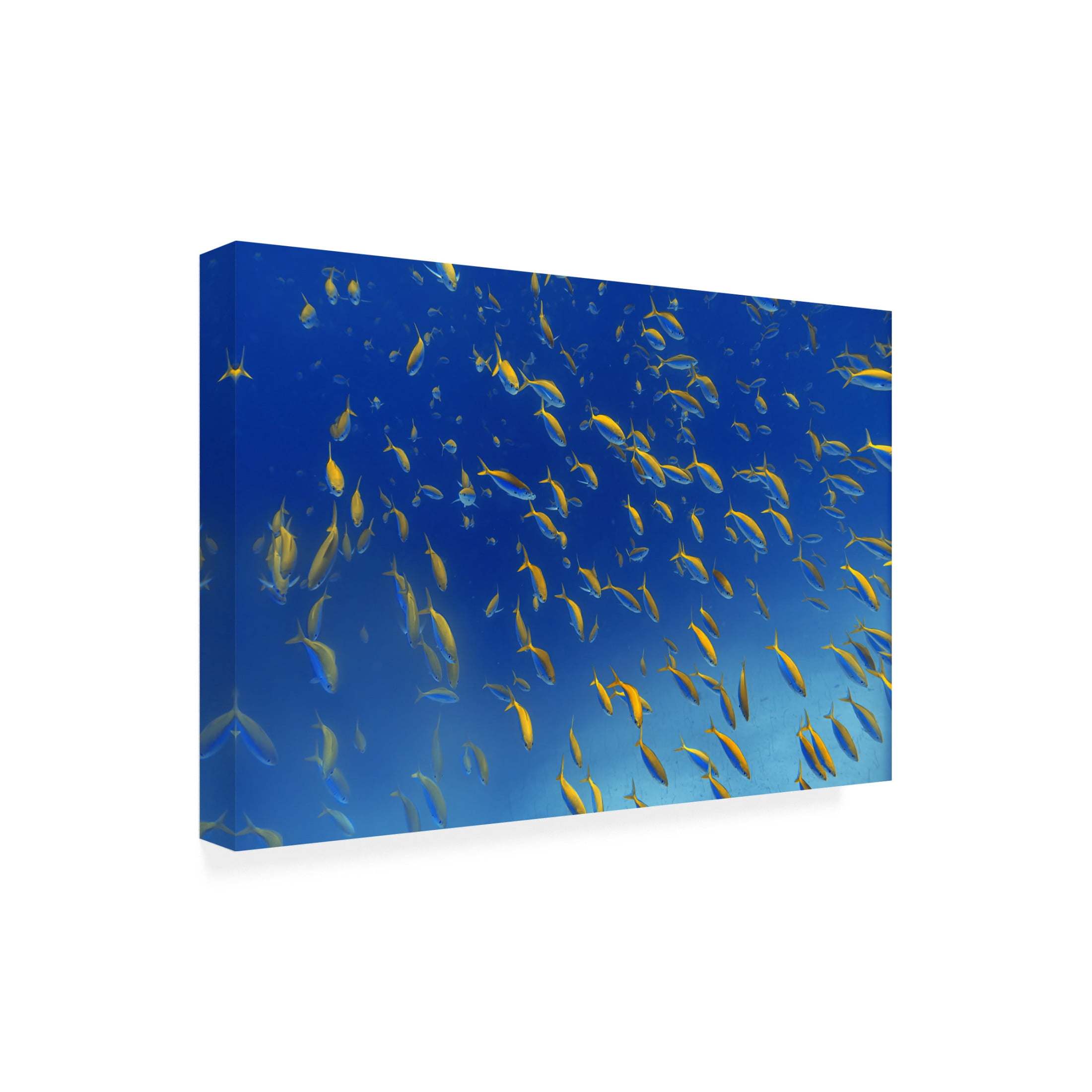 Trademark Fine Art Alessandro Catta  FiSh FrEnZy Canvas Wall Art