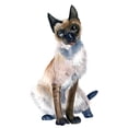 thumbnail image 2 of Shefranov, Olga 20x24 White Modern Wood Framed Museum Art Print Titled - Cat II, 2 of 4