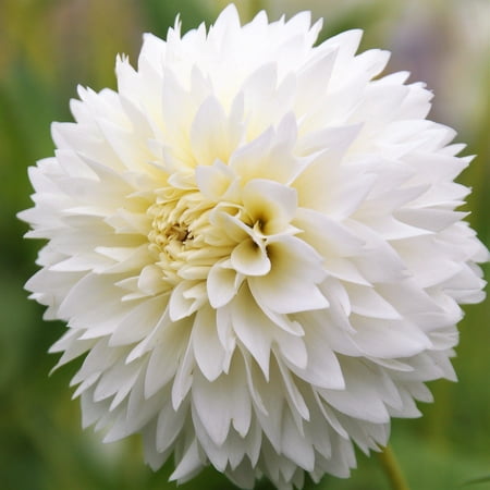 Easy to Grow Dahlia Fubuki Myama 3 Tuber Clumps, White Blooms Summer Sun