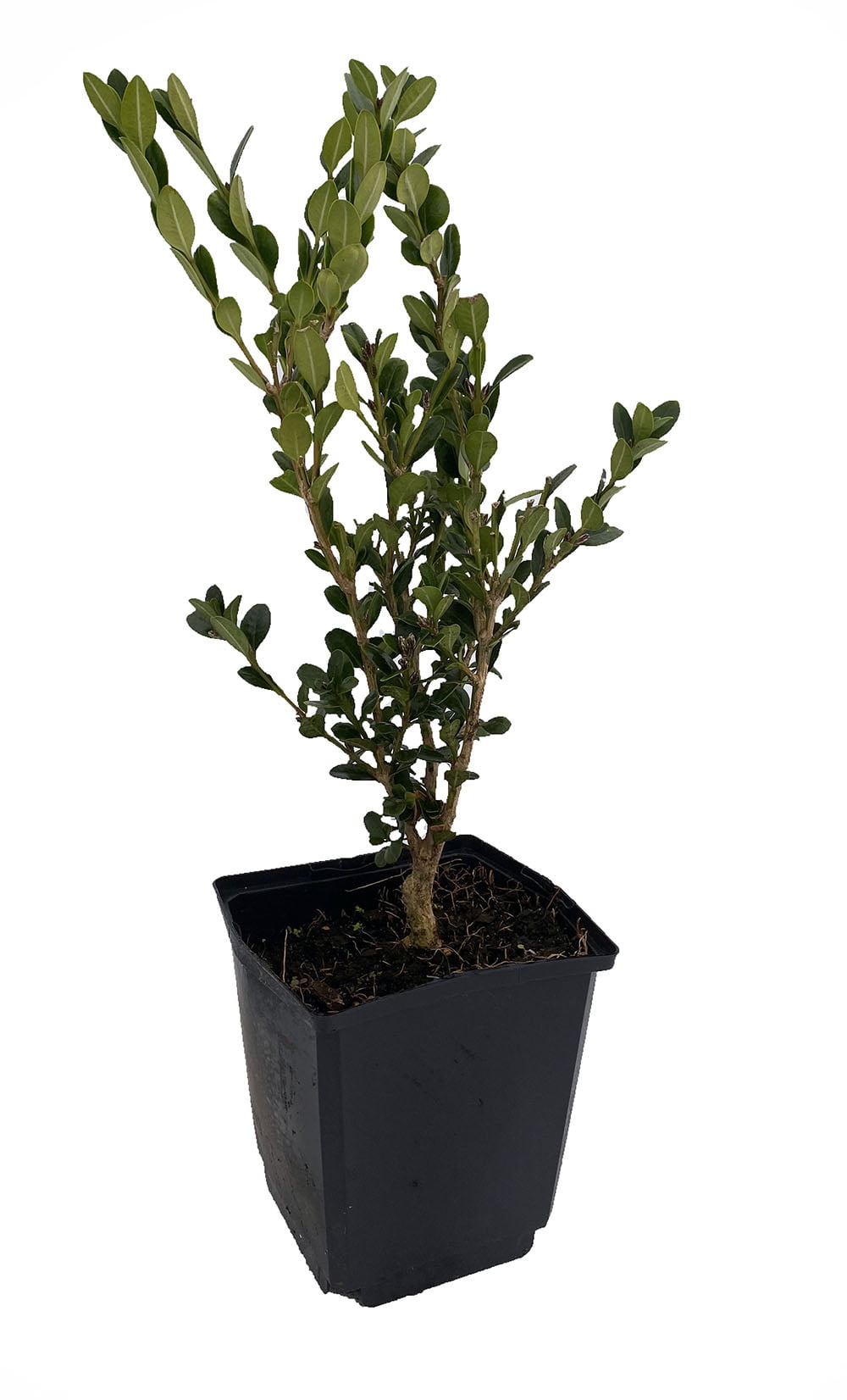 exc pot 55-65cm High 6L Pot Box Cone Buxus sempervirens