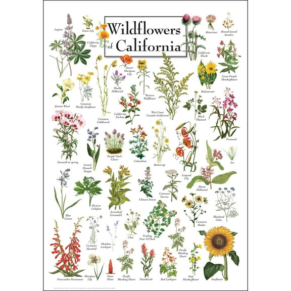 Wildflowers of California - Poster Student Animal Poster Birthday Gift Children's Room Poster Bedroom Decor Office Decor Gifts