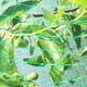 thumbnail image 4 of Red pesada antipájaros, valla protectora para jardín y cultivos, malla antipájaros, ciervo, gato, perro, pollo, red de pesca (5m * 10m), 4 of 5