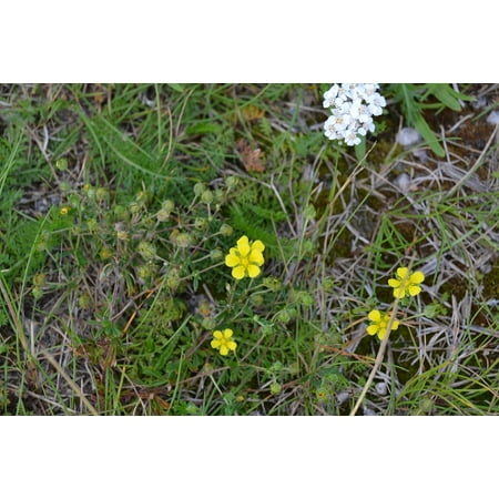 Stretched Canvas Prints Canvas Print Nature Meadow Yellow Sweden Silverweed Summer Stretched Canvas 10 X 14 ()