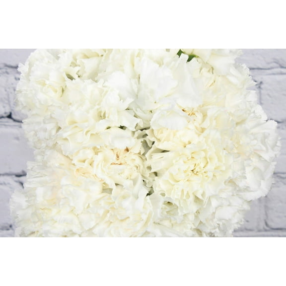 Real Touch Flowers - Fresh & Natural White Carnation - 1 Bunch (25 Stems)