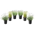 thumbnail image 1 of 6 plants de lavande, pot de 3,8 L (1 gal), 1 of 6