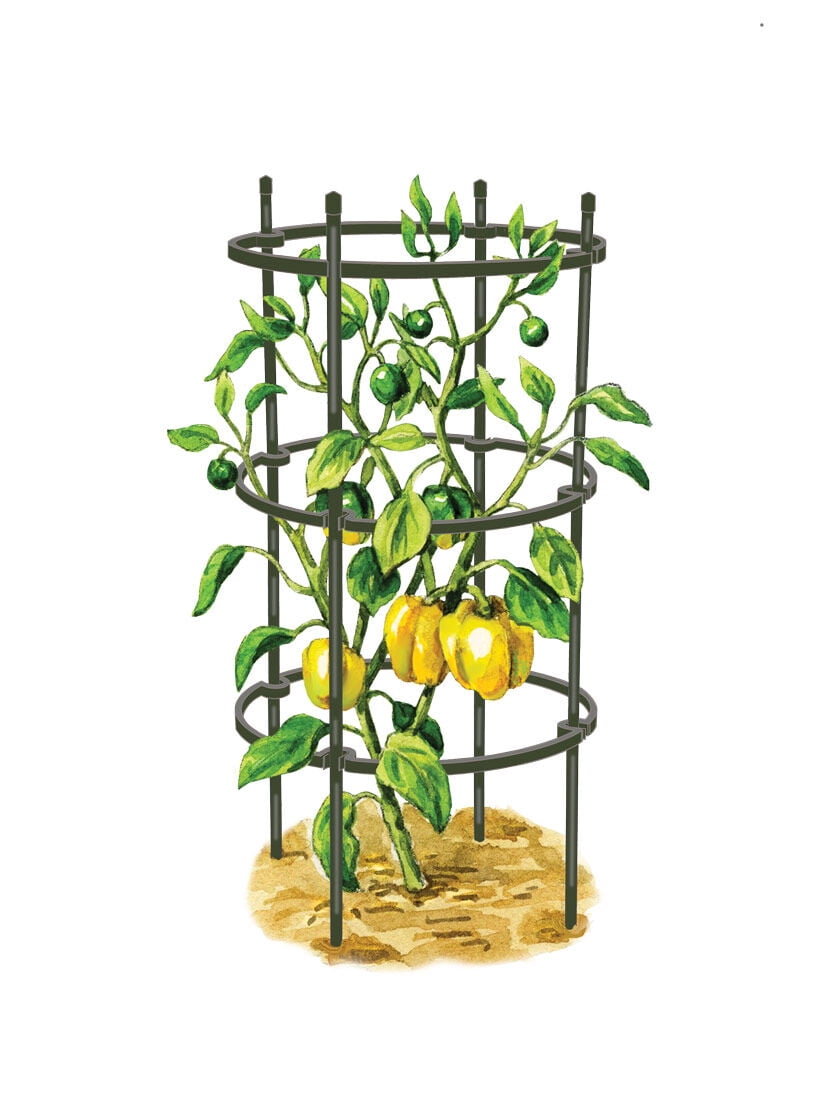 Titan Pepper Eggplant Cages, Set of 3 Titan Pepper Eggplant Cages, Set of 3