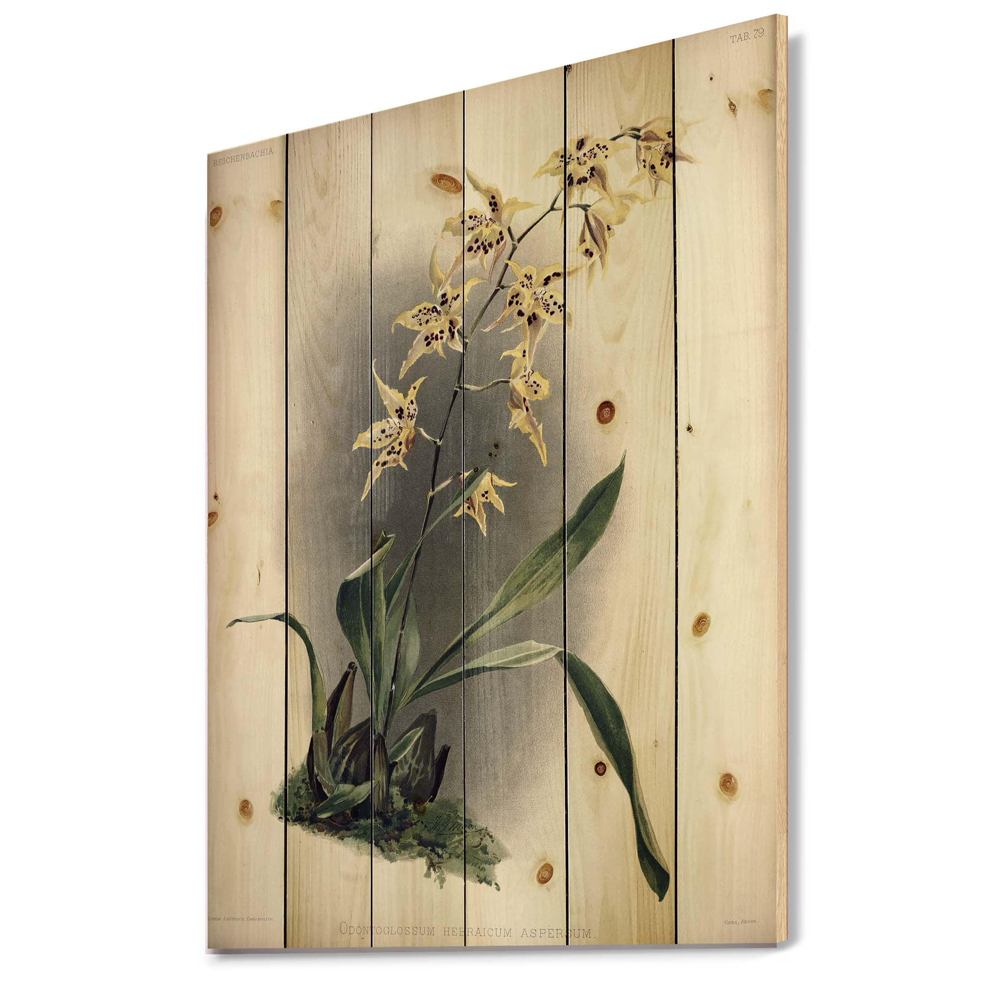 Designart 'Ancient Orchid Flower' Traditional Print on Natural Pine Wood