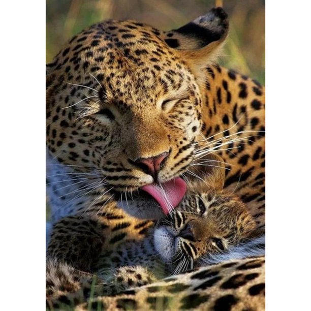 Taladro Pintura Diamante (DE3331) 5D DIY Animal Completo Tigre Punto de Cruz Kits (K514) 30x40cm Hugtrwg Para estrenar