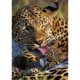 thumbnail image 1 of Taladro Pintura Diamante (DE3331) 5D DIY Animal Completo Tigre Punto de Cruz Kits (K514) 30x40cm Hugtrwg Para estrenar, 1 of 1