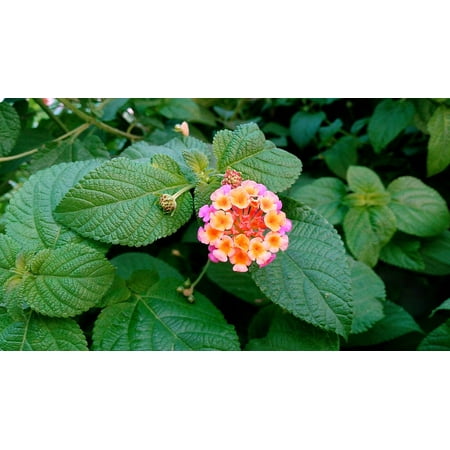 Multi Color Jeweled Flower - canvas print colorful adventure multicolor forest wild flower stretched canvas 10 x 14