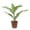 1 Plant, variant on Lucky Mini Bamboo - Live Starter Plant in a 2 Inch Growers Pot - Dracaena Sanderiana - Feng-Shui Zen Garden Houseplants